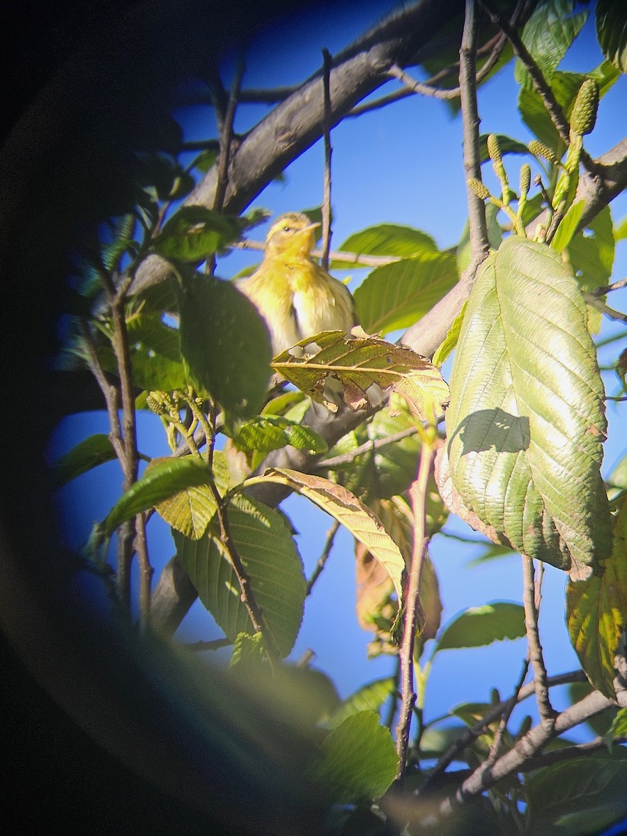 Blackburnian Warbler - ML644858923