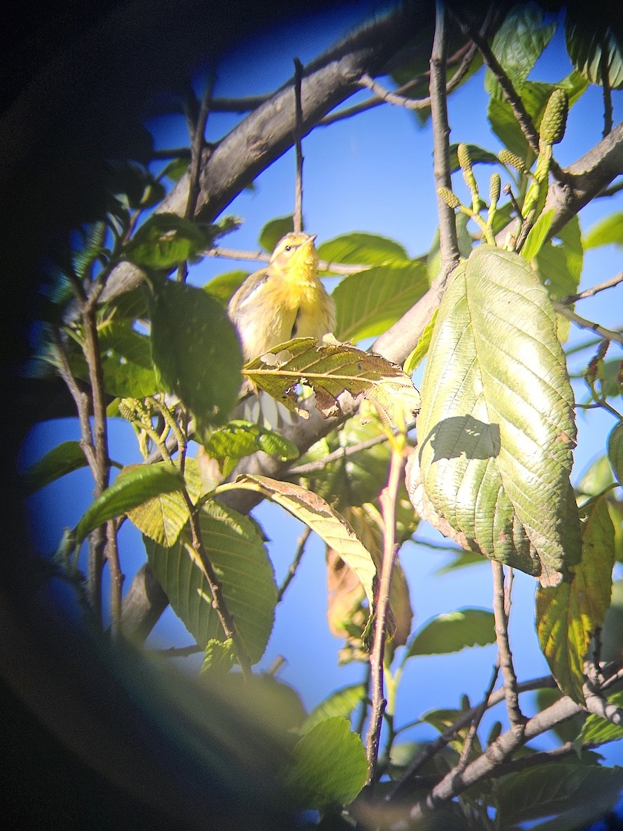 Blackburnian Warbler - ML644858924