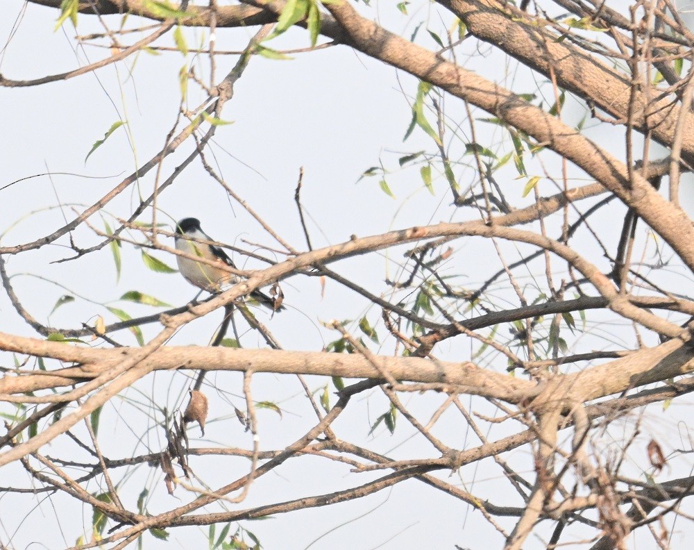 Bay-backed Shrike - ML644858947