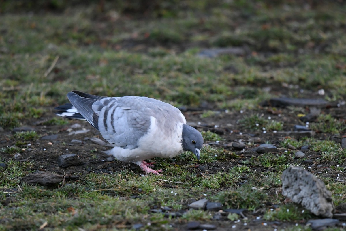 holub sněžný - ML644858955