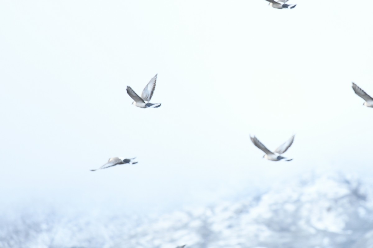 holub sněžný - ML644858956