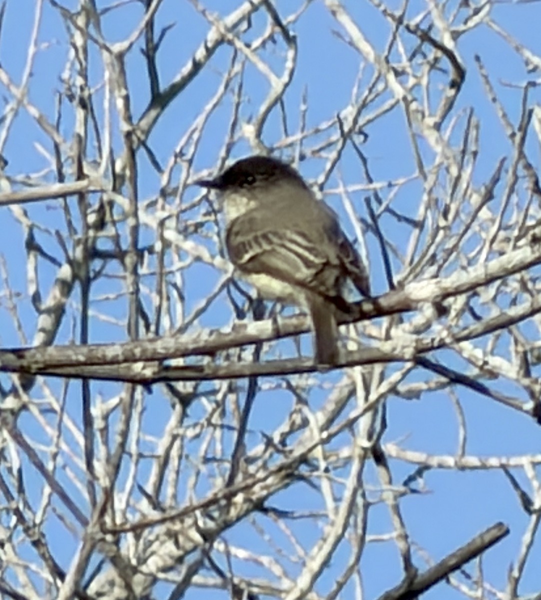 Eastern Phoebe - ML644858958
