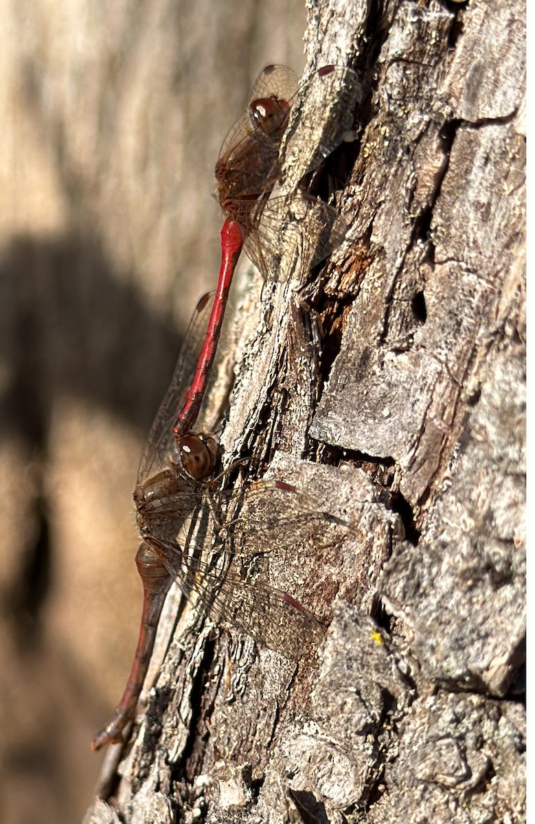 Autumn Meadowhawk - ML644858970