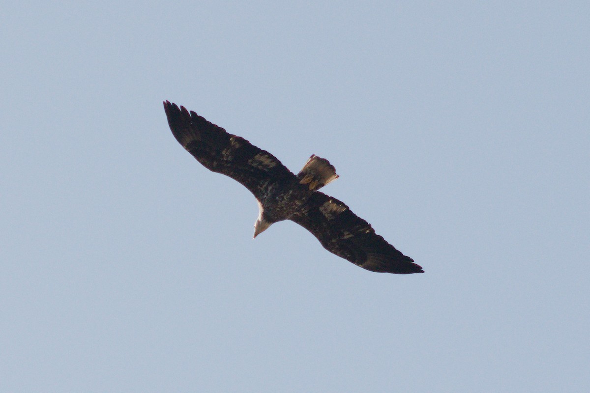 Bald Eagle - ML644858981