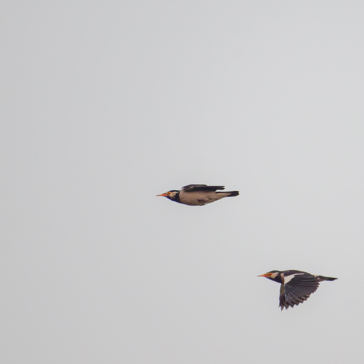 Indian Pied Starling - ML644858987