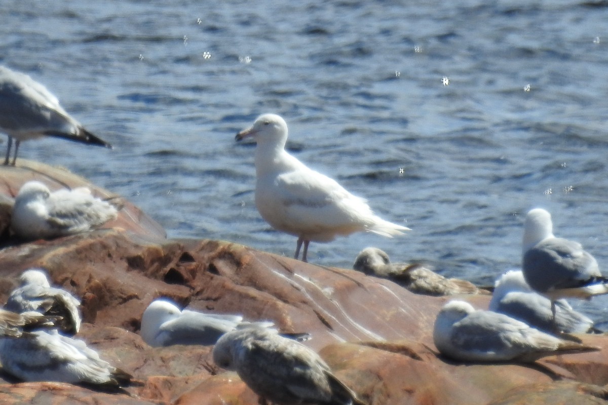 Ipar-kaioa - ML644858988