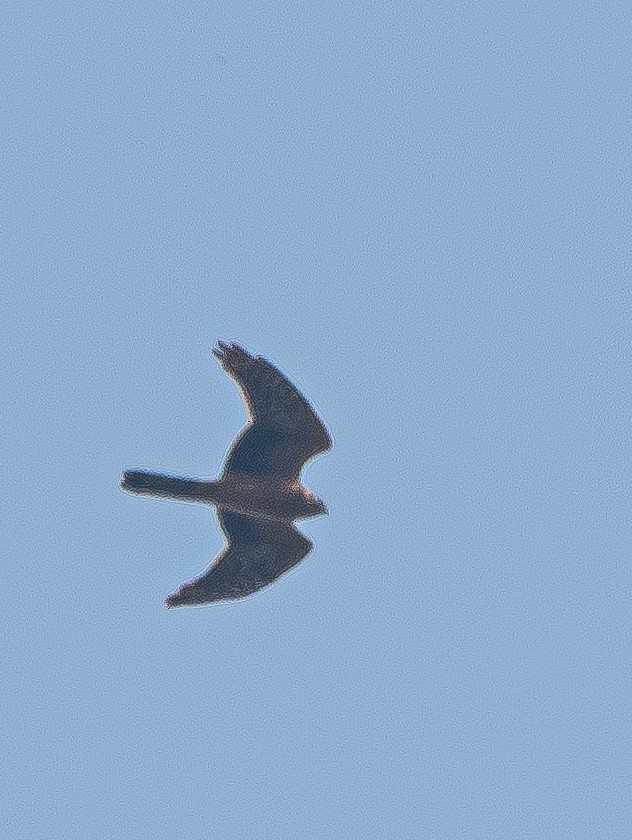 Pallid Harrier - ML644859002