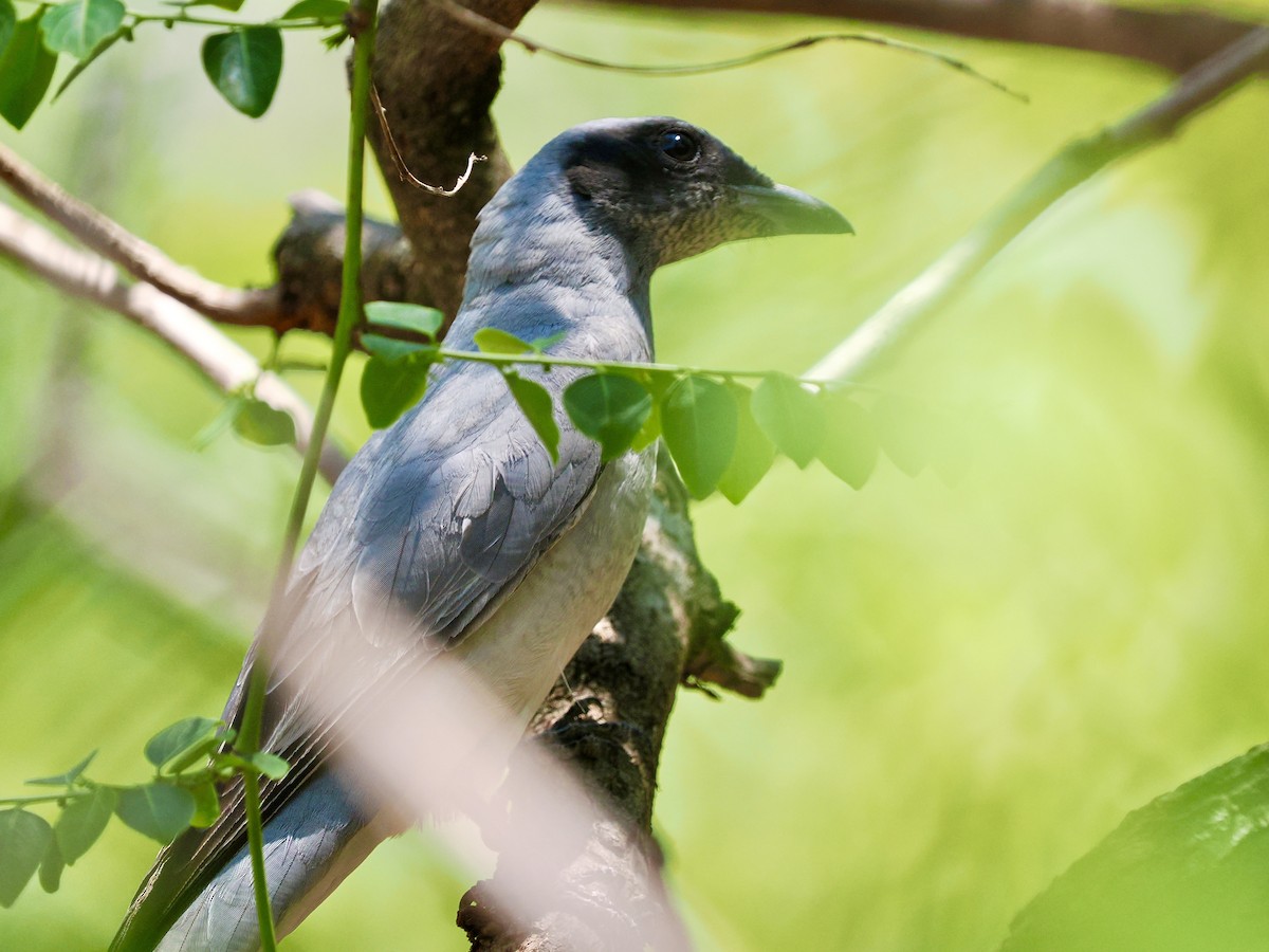 Black-faced Cuckooshrike - ML644859010