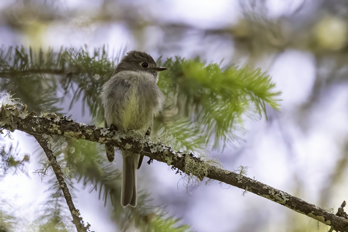 Hammond's Flycatcher - ML644859014