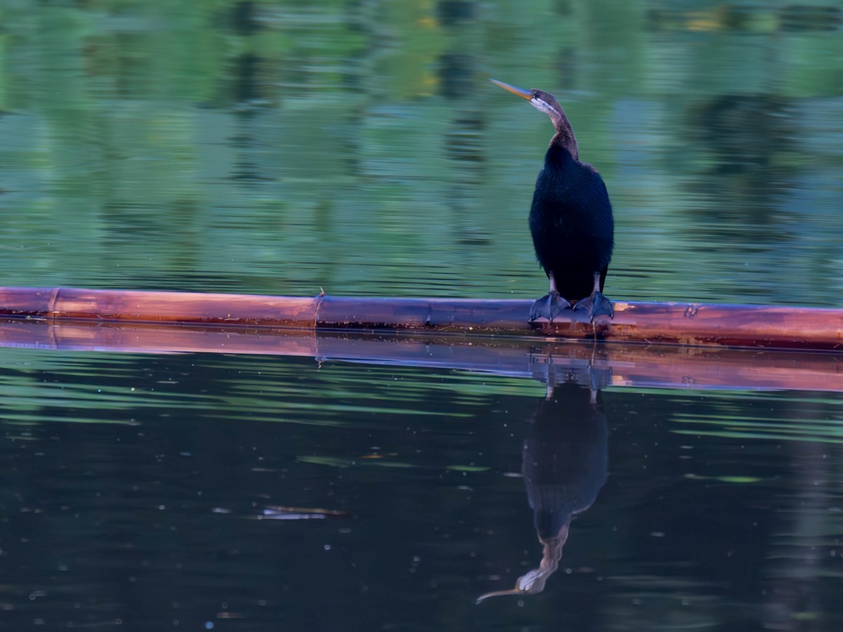 Doğu Yılanboyunu - ML644859016