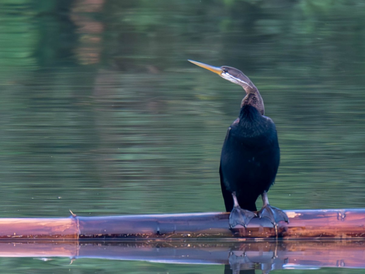 Doğu Yılanboyunu - ML644859017