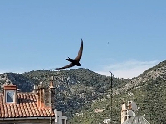 Common Swift - ML644859018