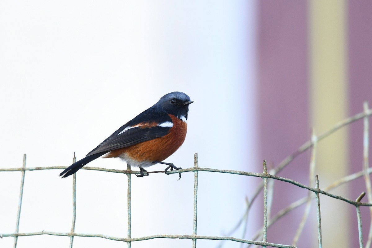 Ak Boğazlı Kızılkuyruk - ML644859044