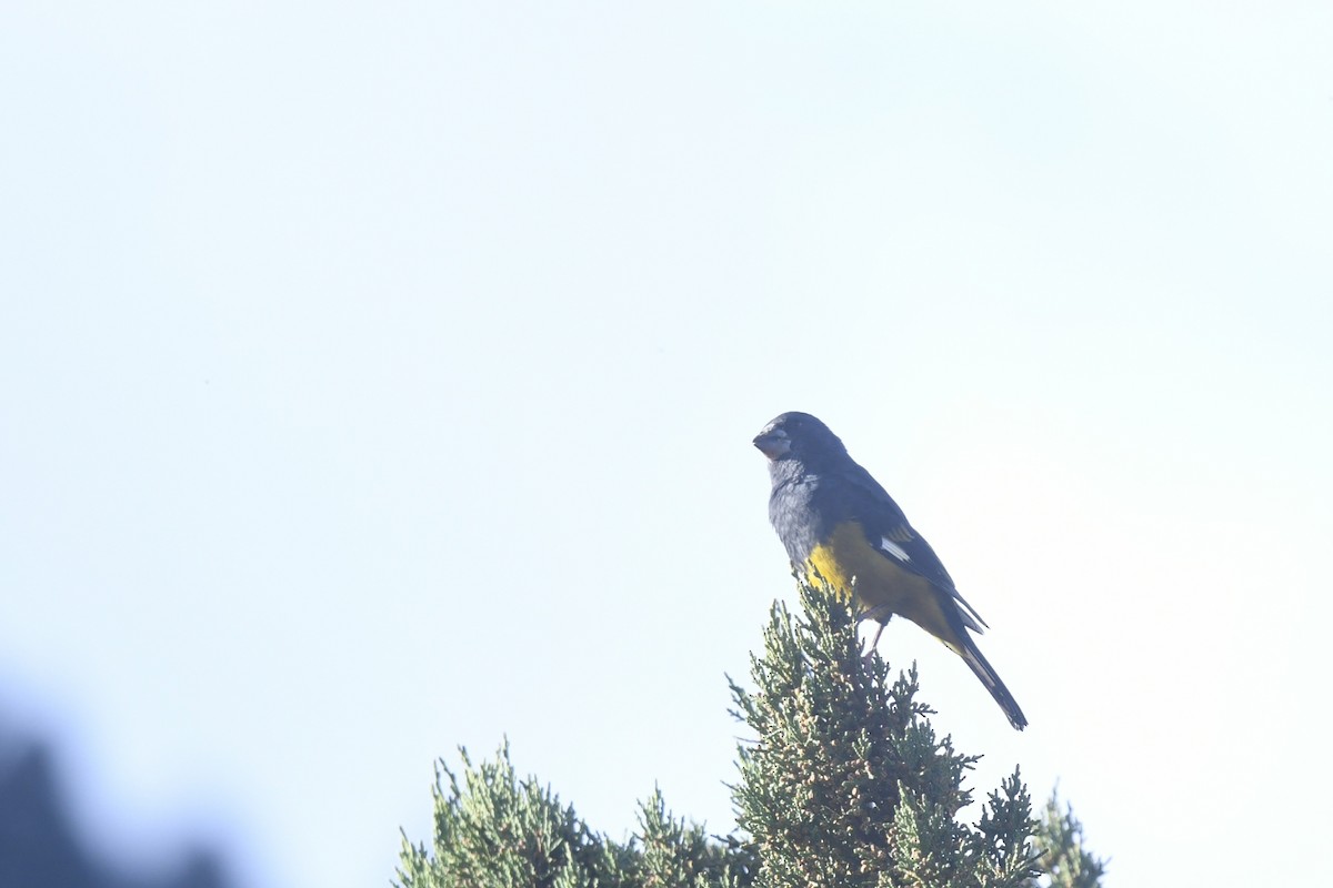 White-winged Grosbeak - ML644859065