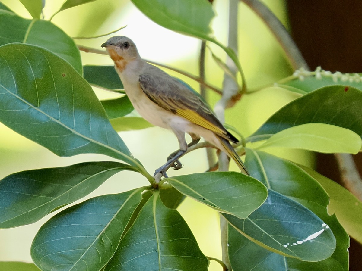 Rufous-throated Honeyeater - ML644859071