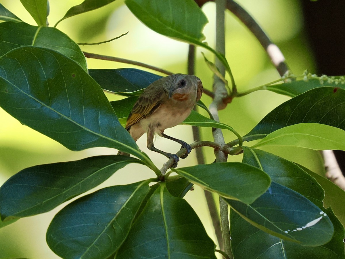 Rufous-throated Honeyeater - ML644859072