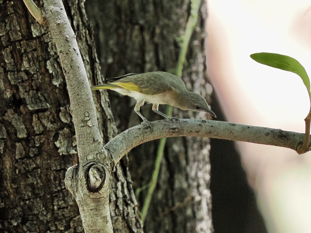 Rufous-throated Honeyeater - ML644859073