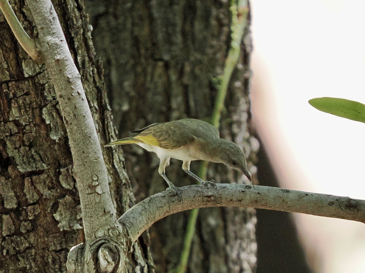 Rufous-throated Honeyeater - ML644859074