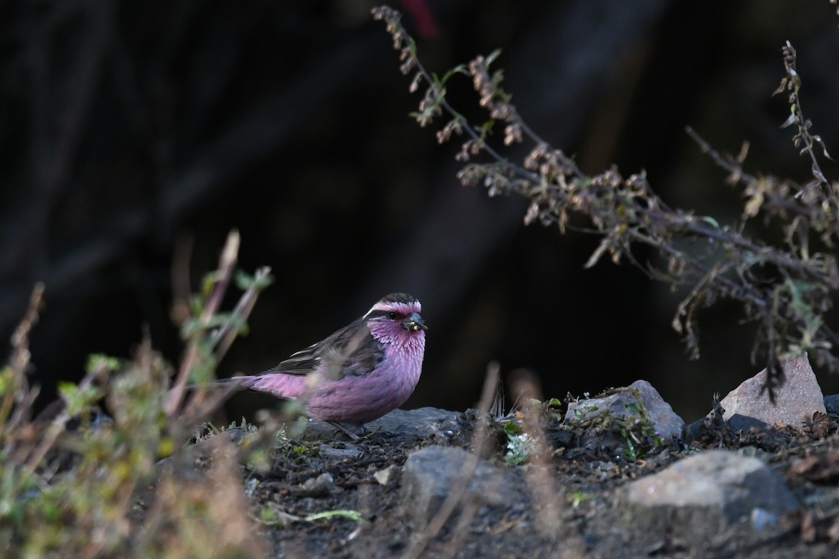 Himalayan White-browed Rosefinch - ML644859076