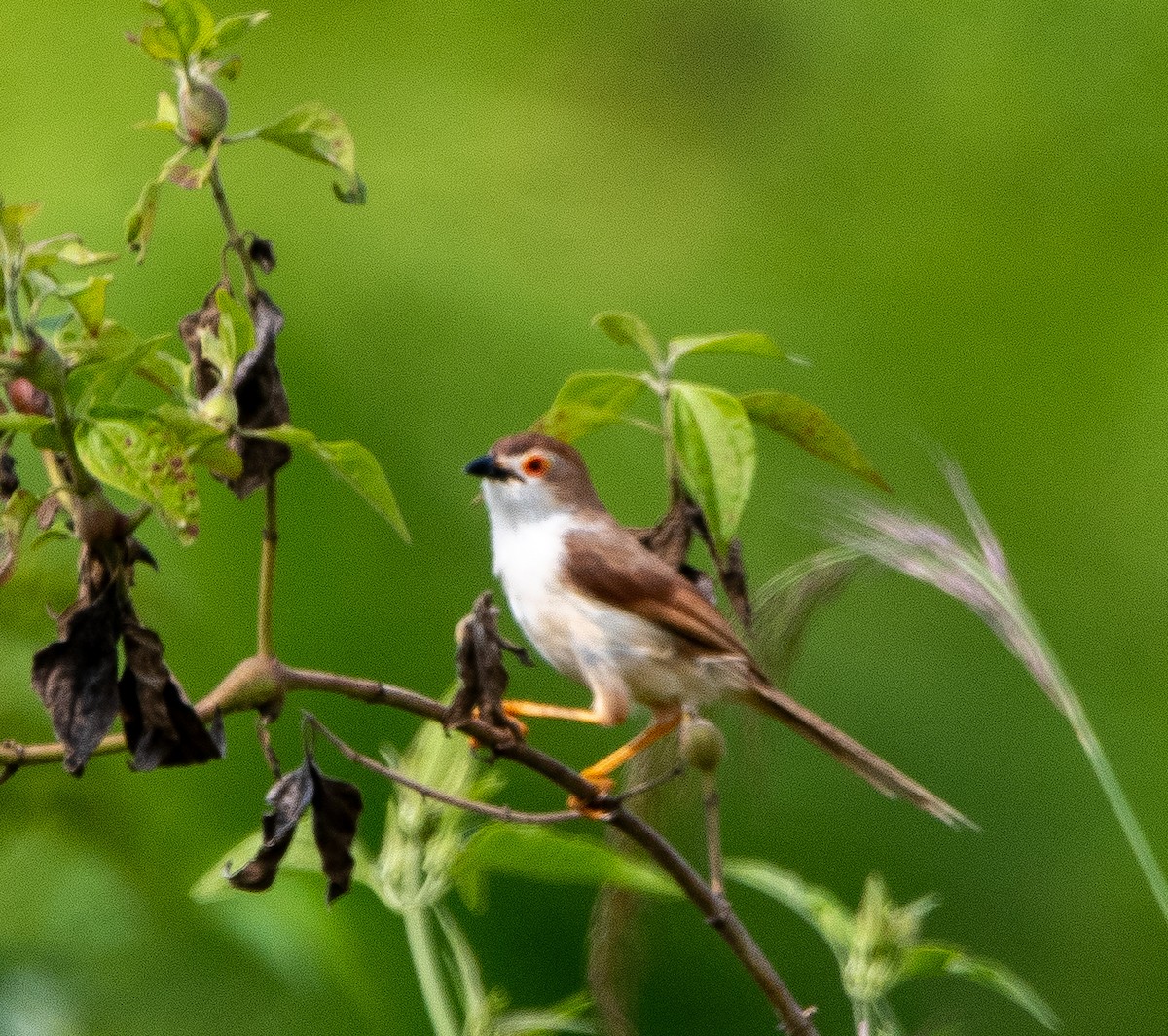 Yellow-eyed Babbler - ML644859077