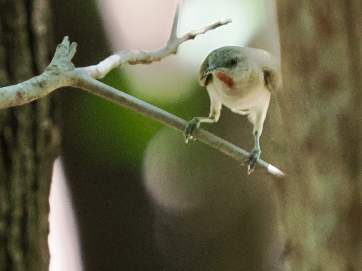 Rufous-throated Honeyeater - ML644859093