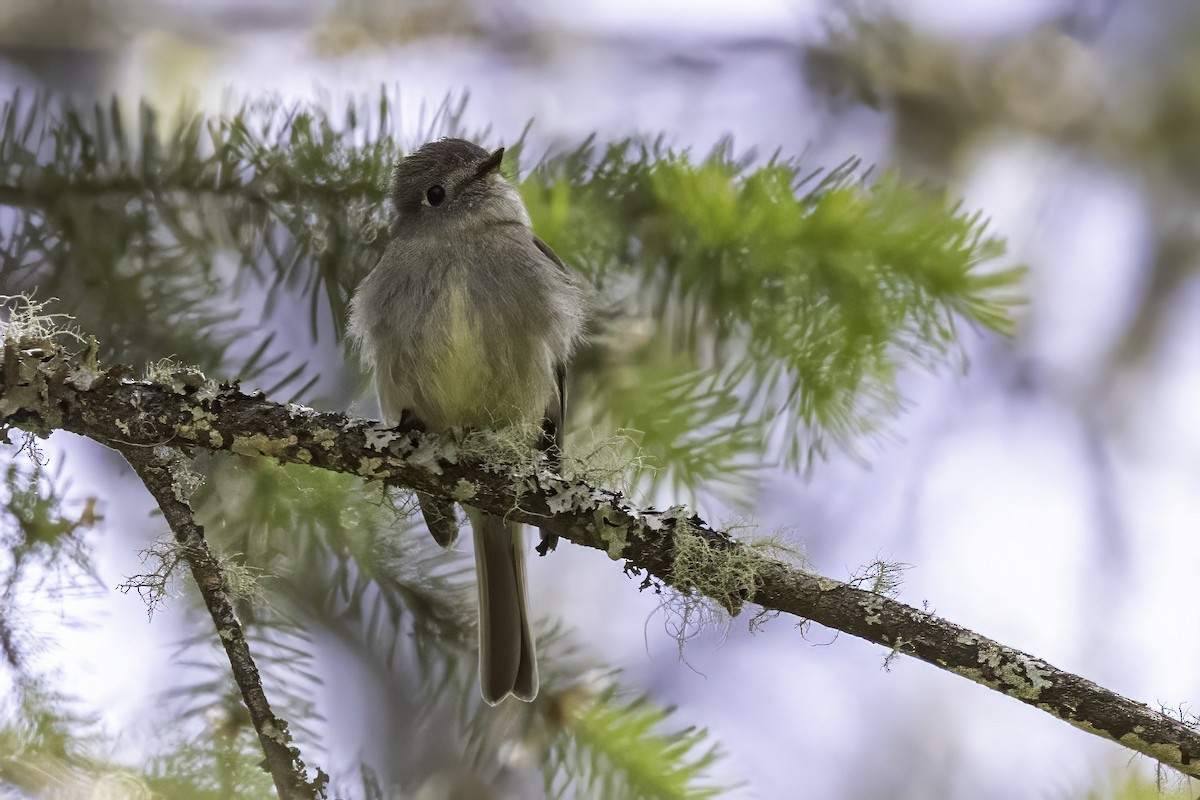 Hammond's Flycatcher - ML644859095