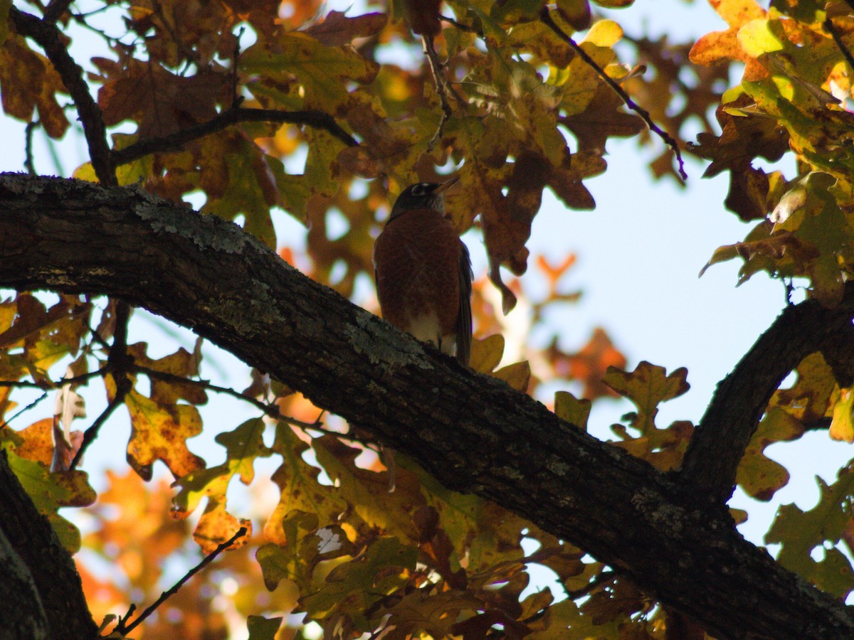American Robin - ML644859102