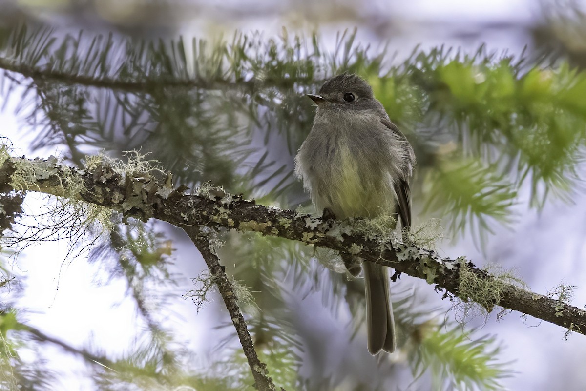 Hammond's Flycatcher - ML644859106