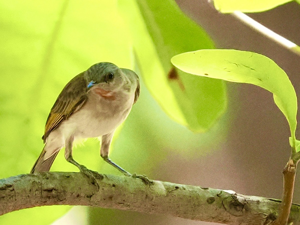 Rufous-throated Honeyeater - ML644859130