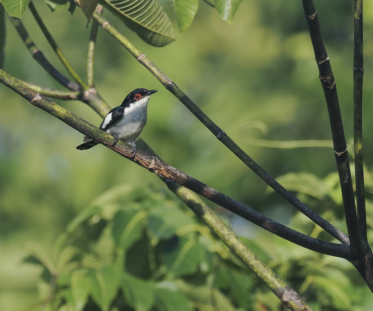 Pied Bronze-Cuckoo - ML644859153