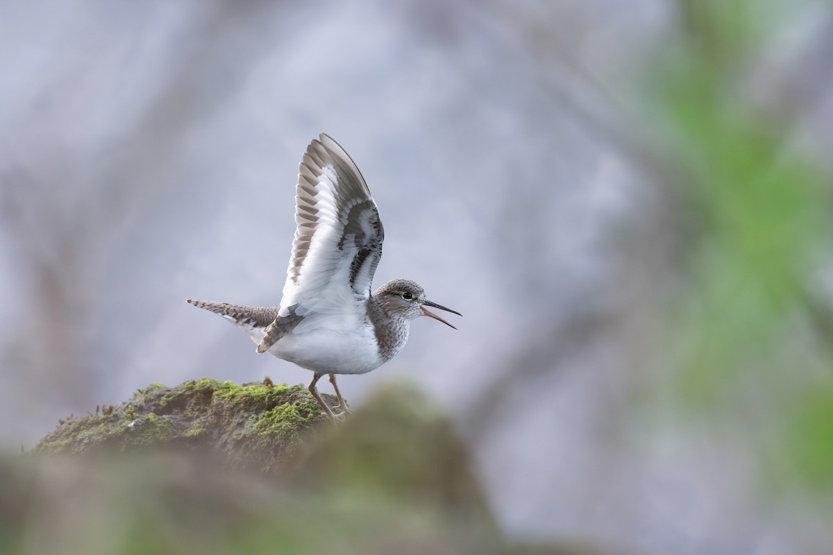Common Sandpiper - ML644859154