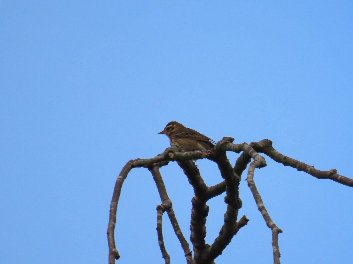 草地鷚 - ML644859158