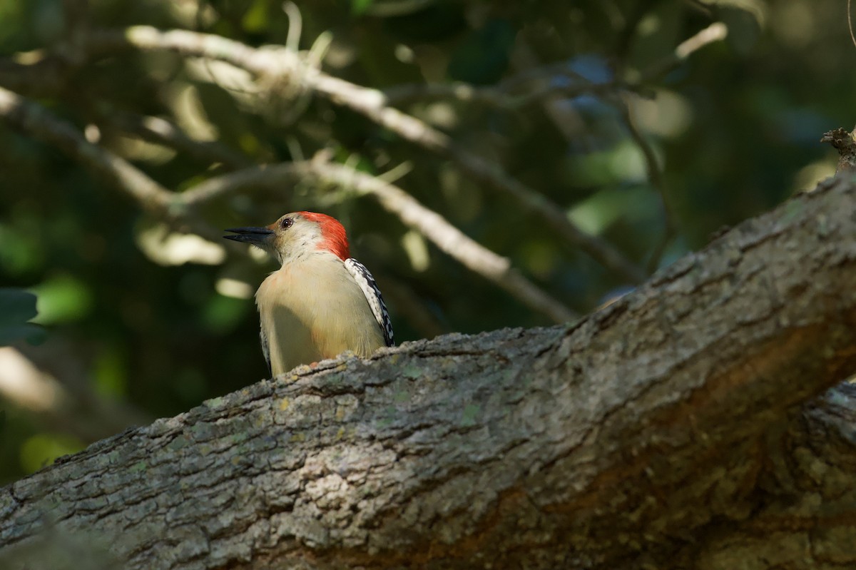 Red-bellied Woodpecker - ML644859166