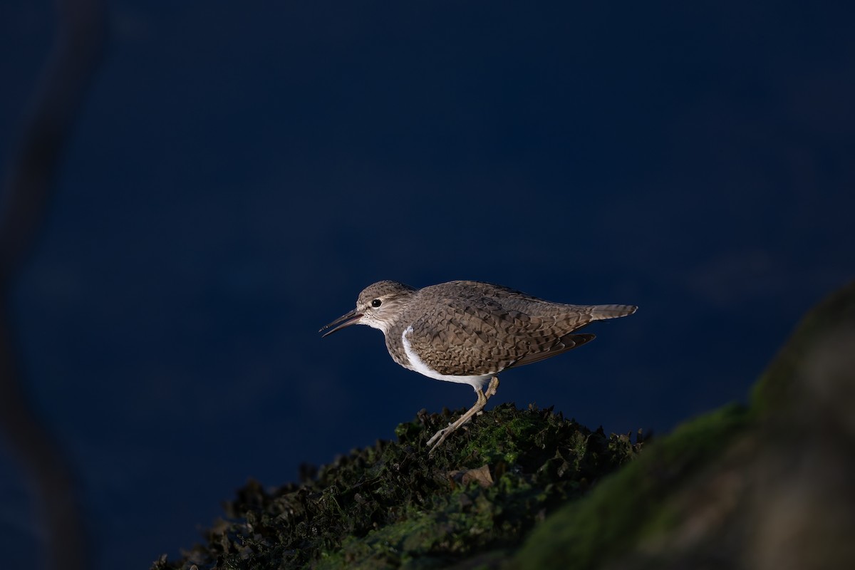 Common Sandpiper - ML644859167