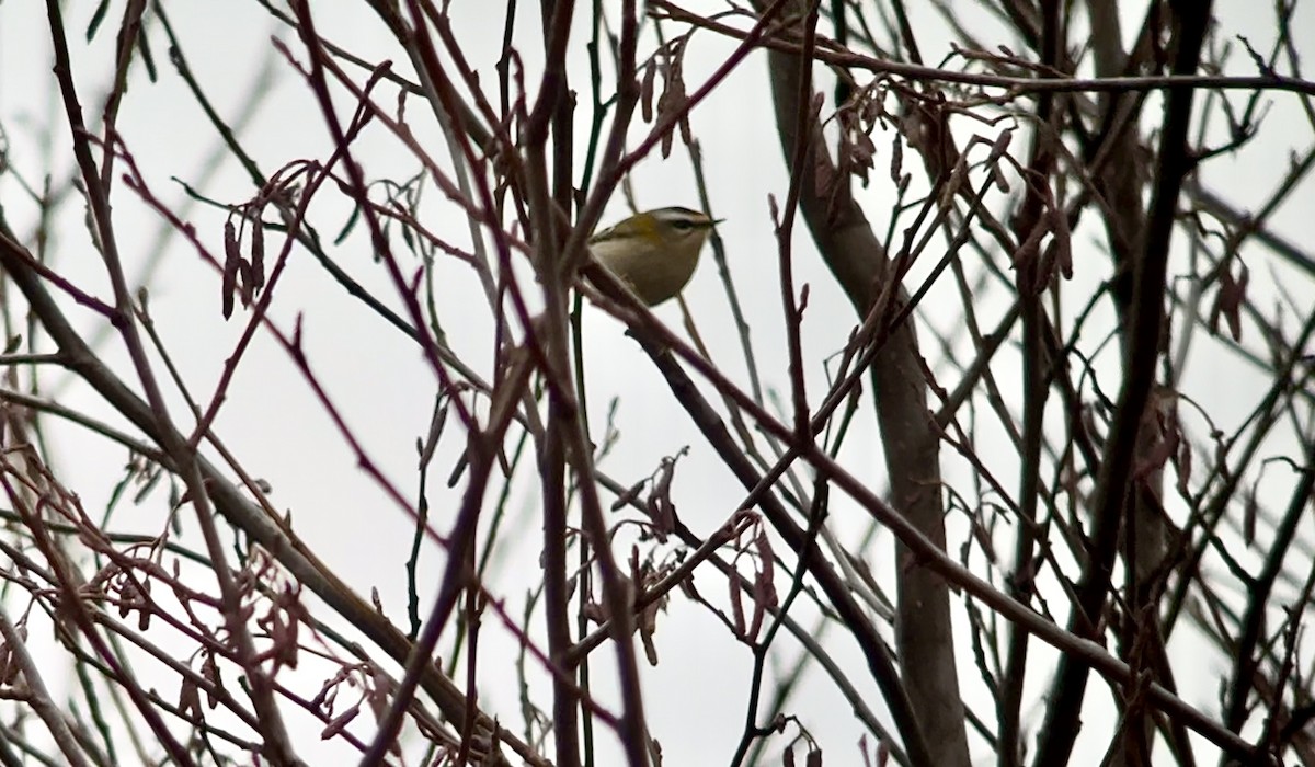 Common Firecrest - ML644859168
