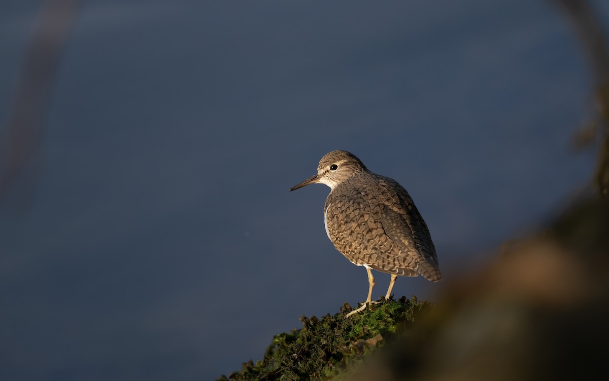 Common Sandpiper - ML644859169