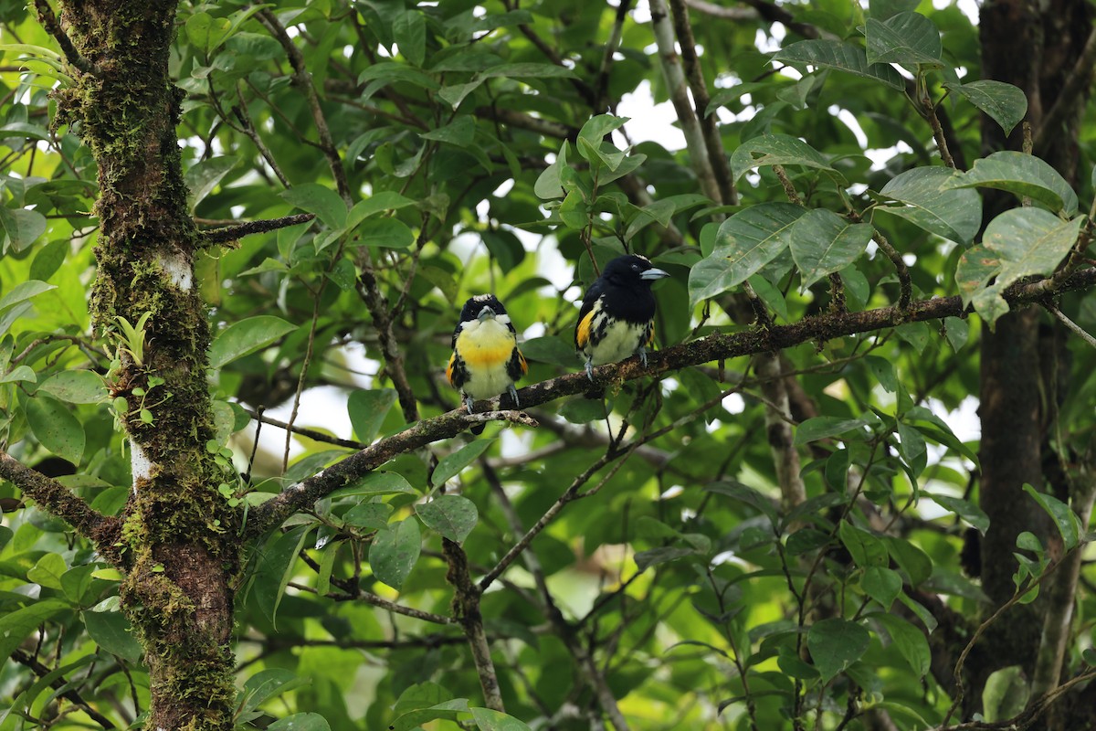 Spot-crowned Barbet - ML644859173