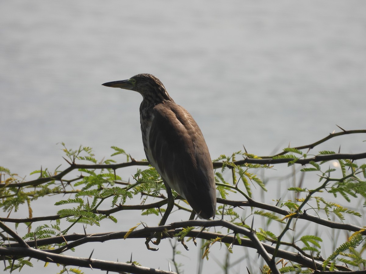 Paddyreiher - ML644859174