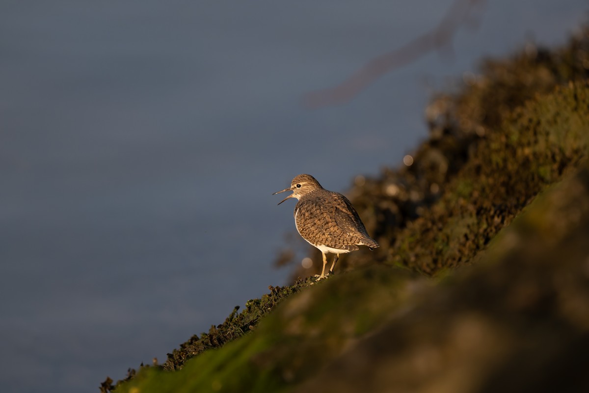 Common Sandpiper - ML644859176
