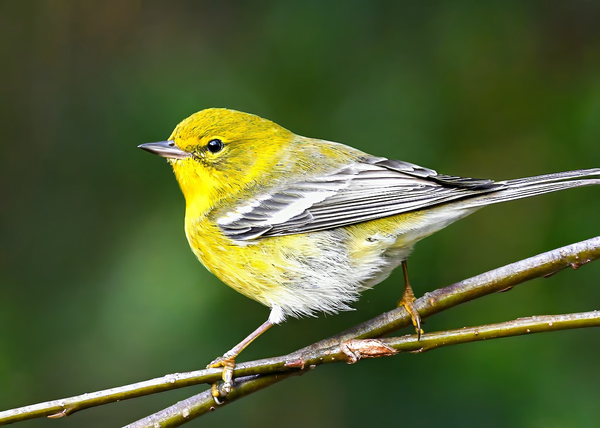 Pine Warbler - ML644859177