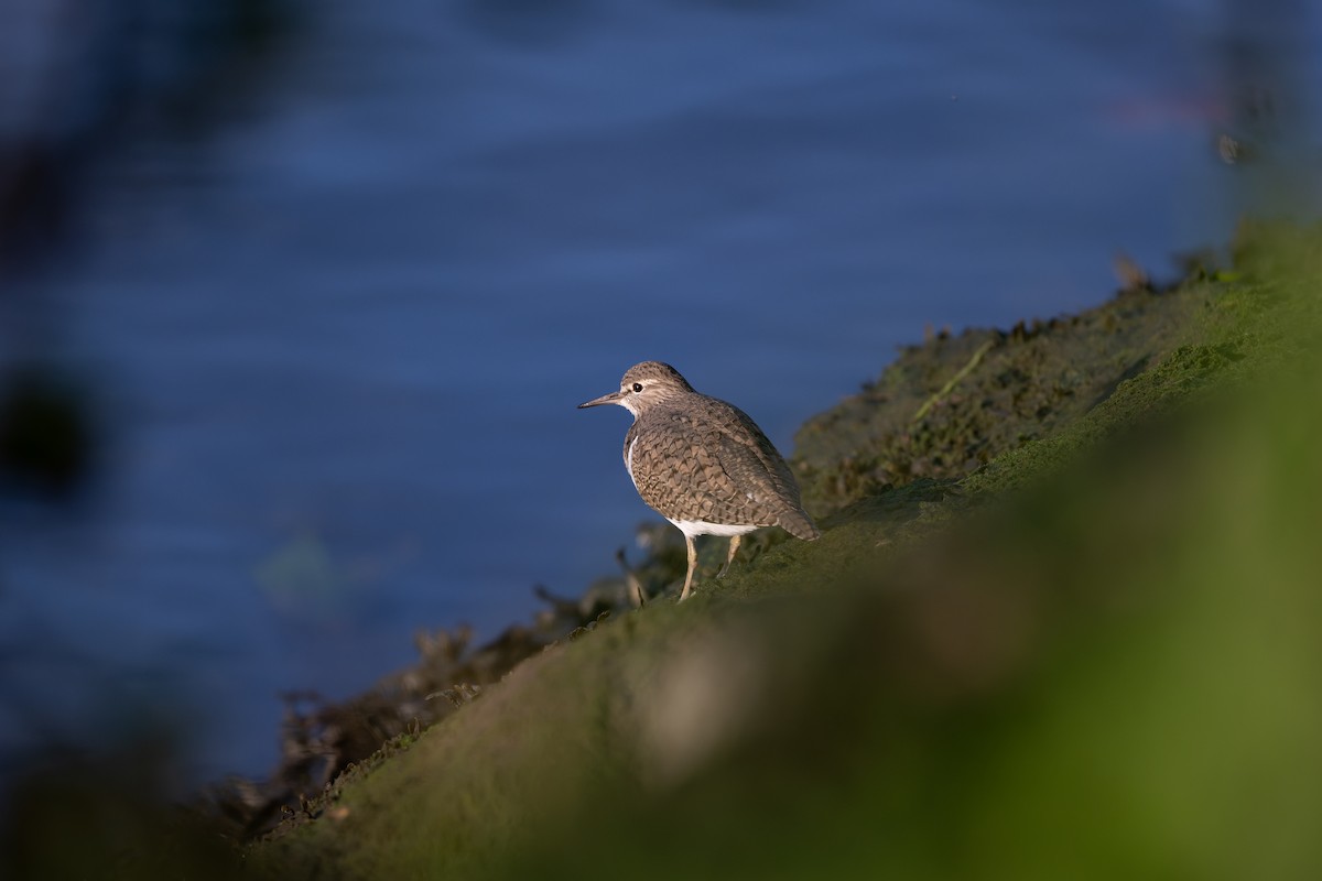 Common Sandpiper - ML644859178