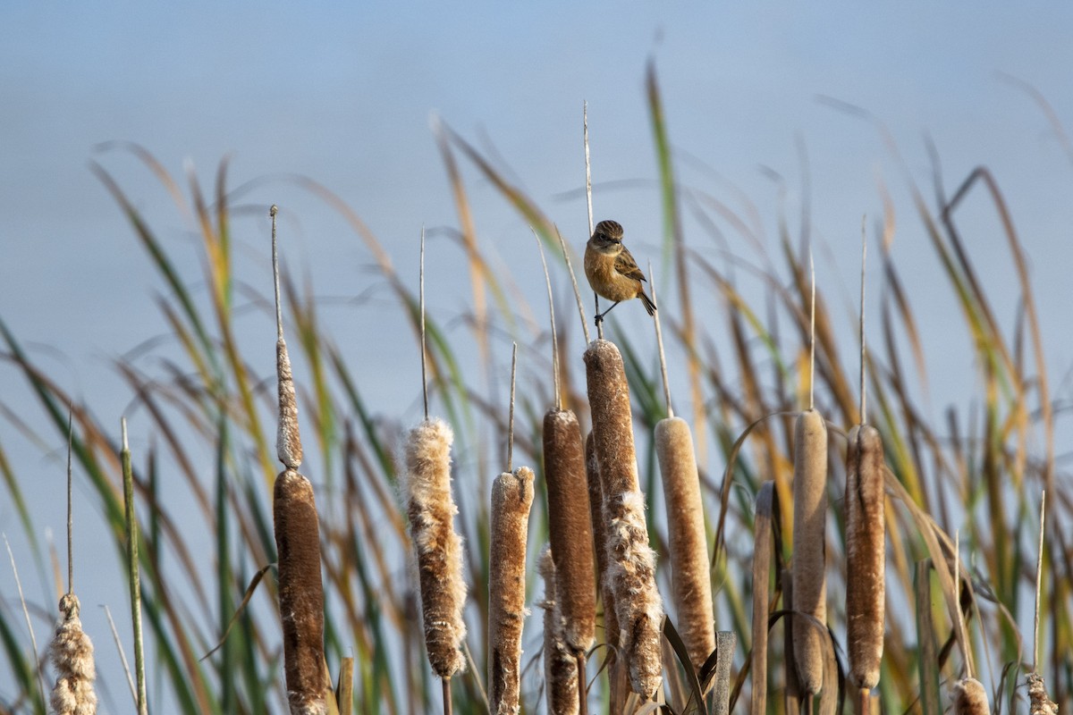 European Stonechat - ML644859184