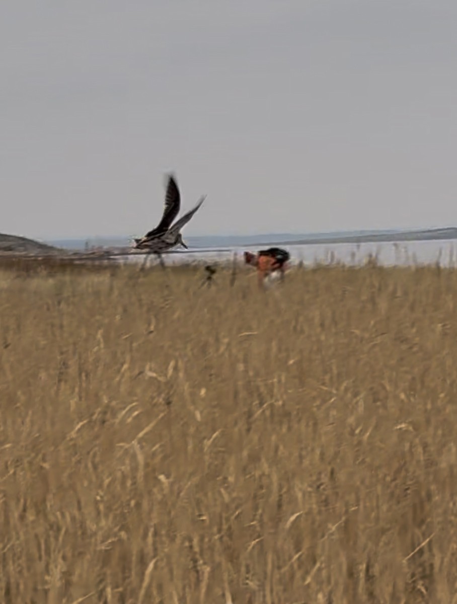 Jack Snipe - ML644859189