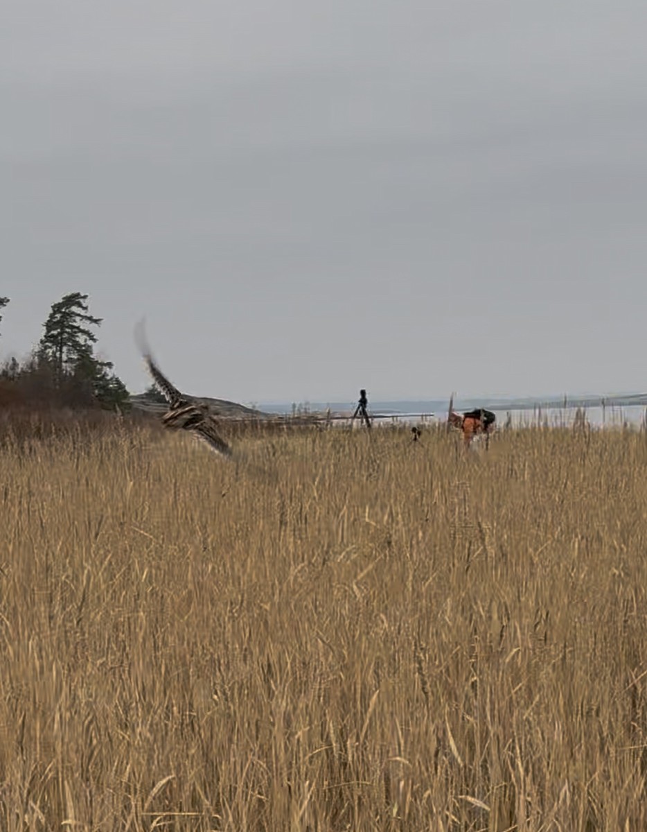 Jack Snipe - ML644859190