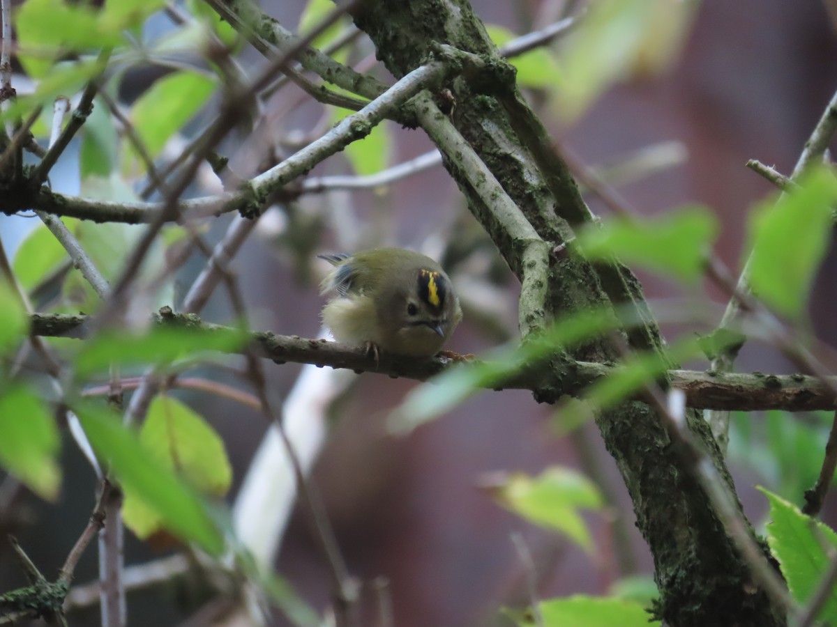 戴菊鳥 - ML644859191