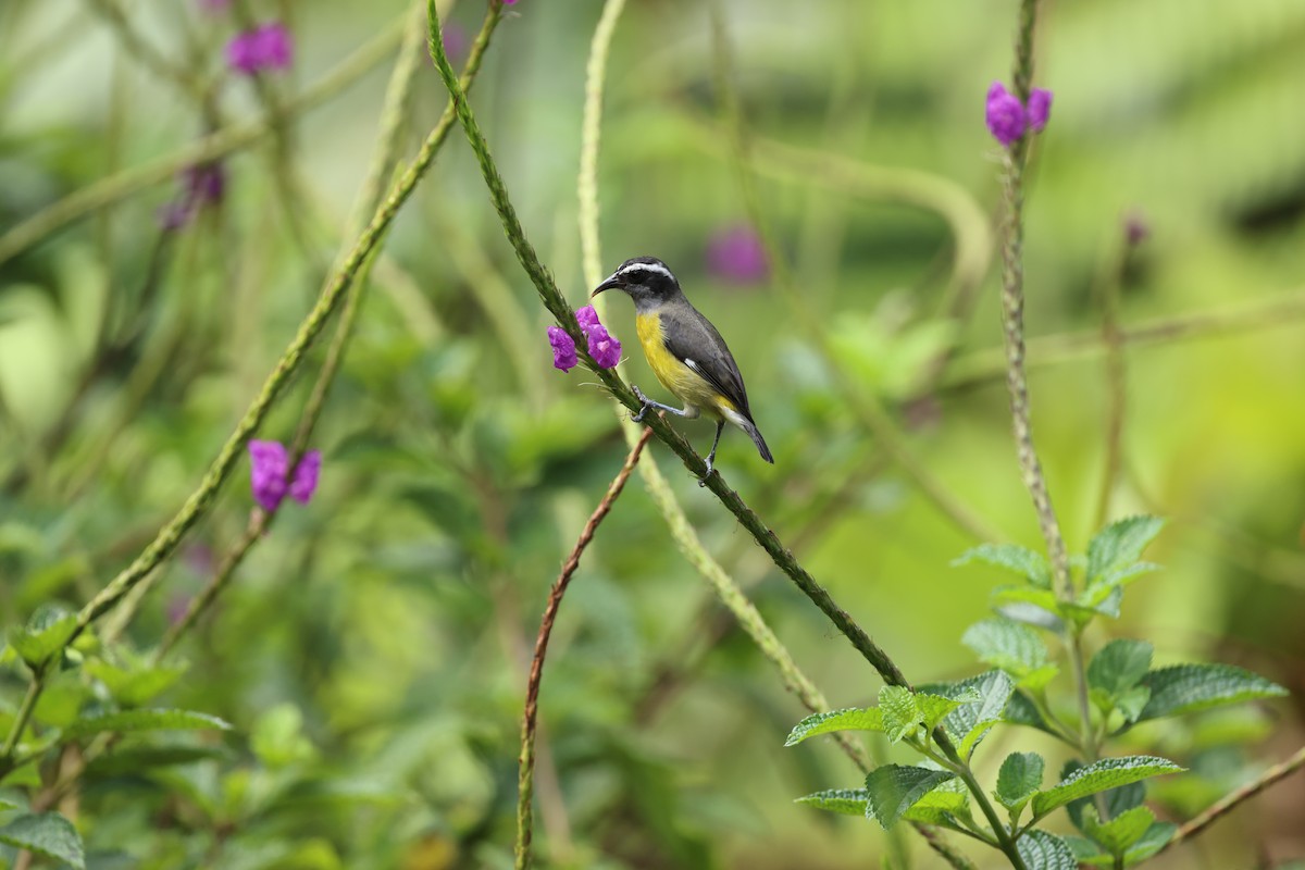 Bananaquit - ML644859192