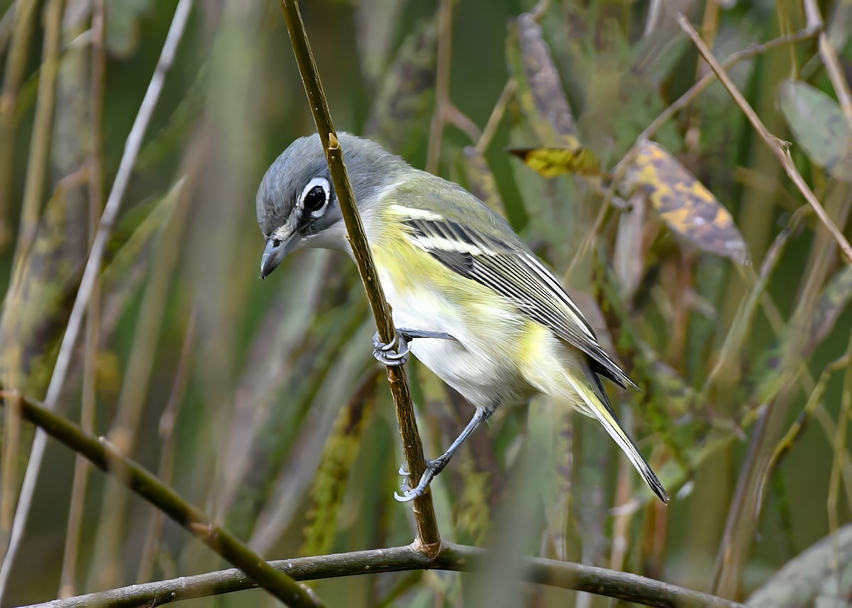 フタスジモズモドキ - ML644859193