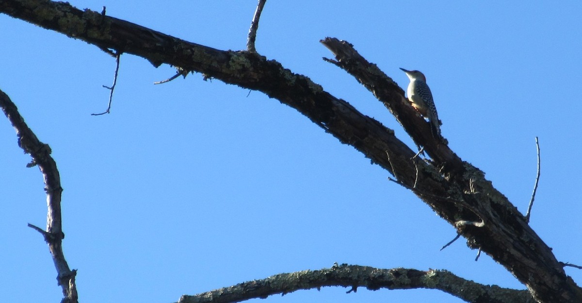 Red-bellied Woodpecker - ML644859194