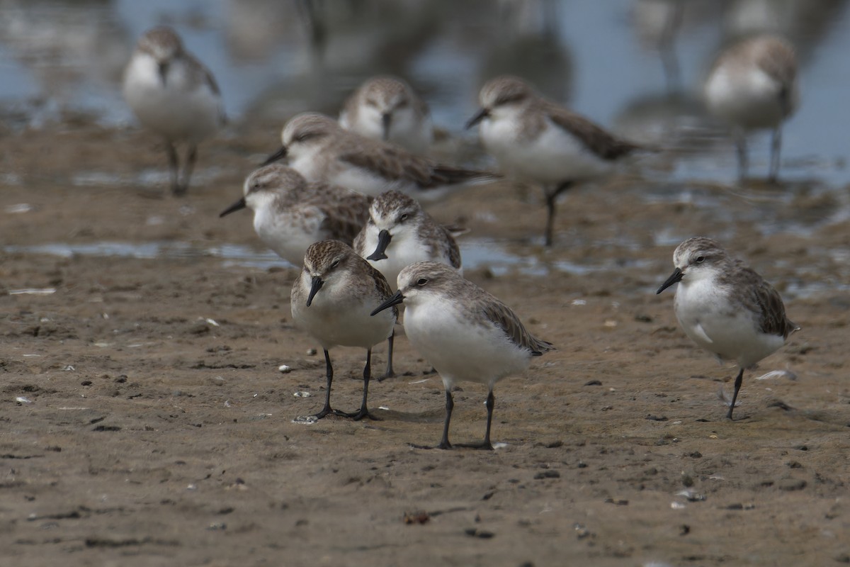 ヨーロッパトウネン - ML644859195