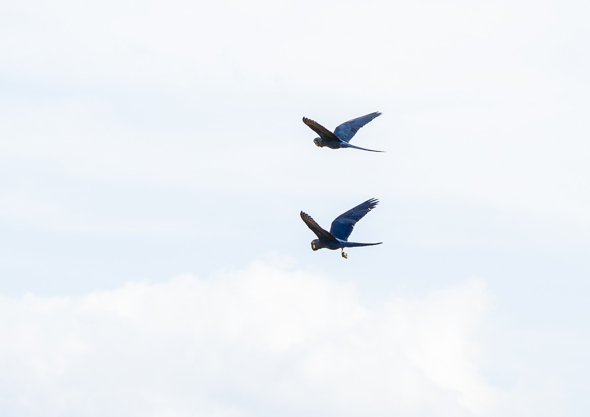 Indigo Macaw - ML644859196